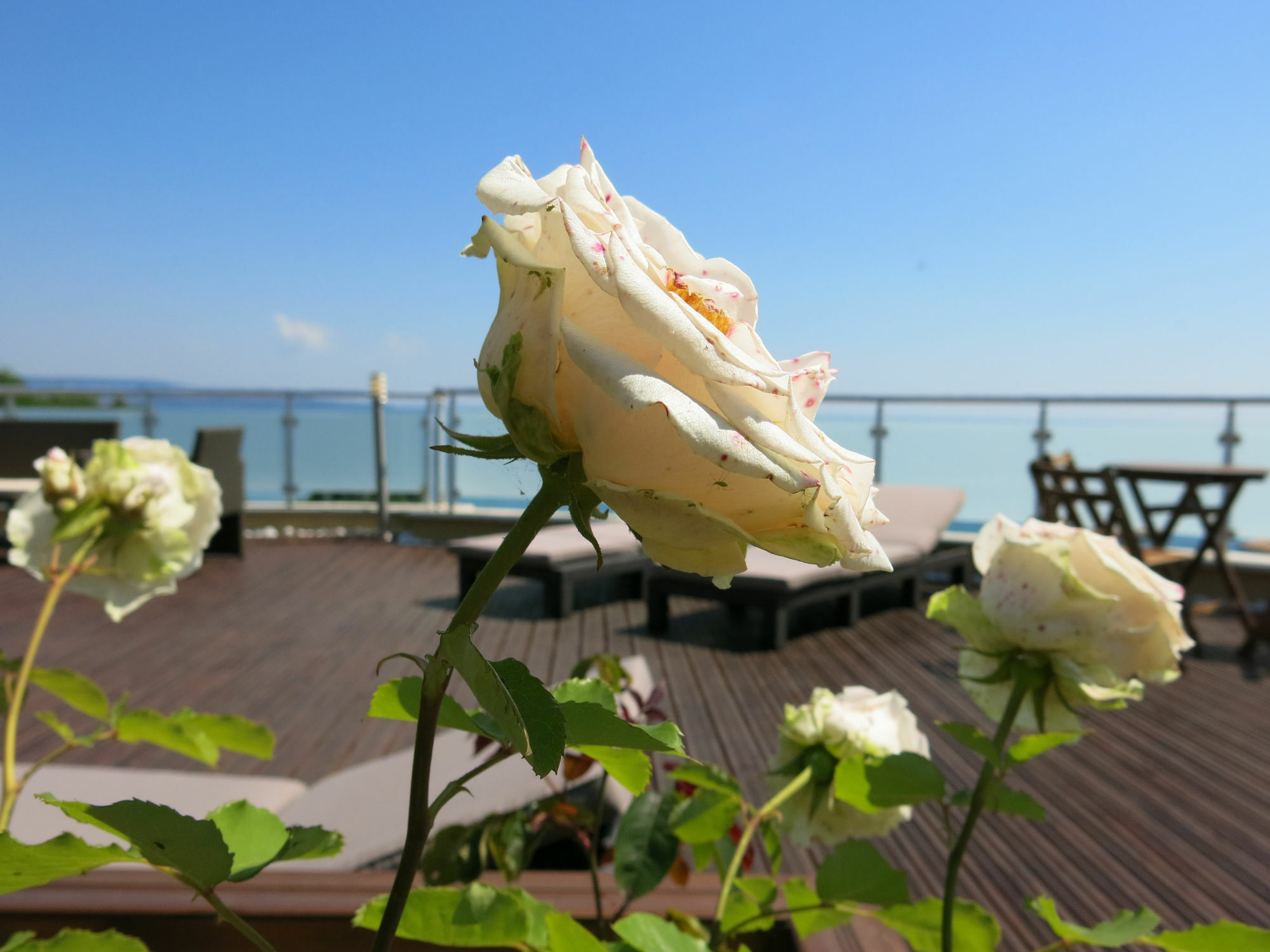 Family Hotel Albizia Beach Varna Extérieur photo